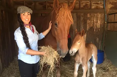 Dorset Heavy Horse Farm Park - Barnyard Retreat